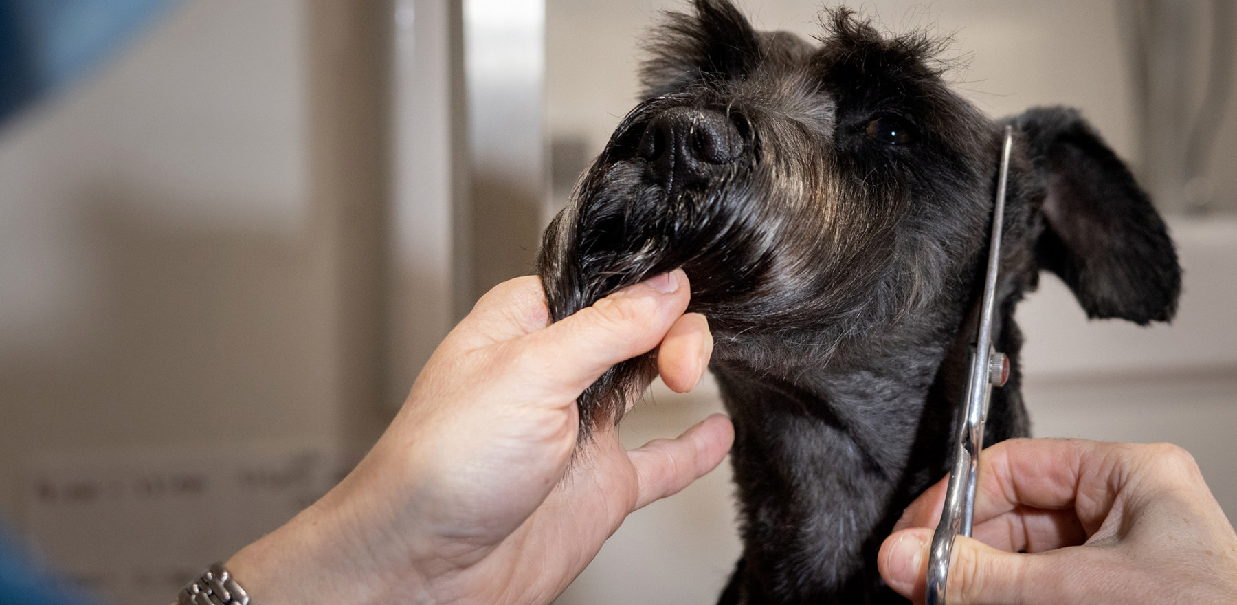 Providing comprehensive petcare at our dedicated salon