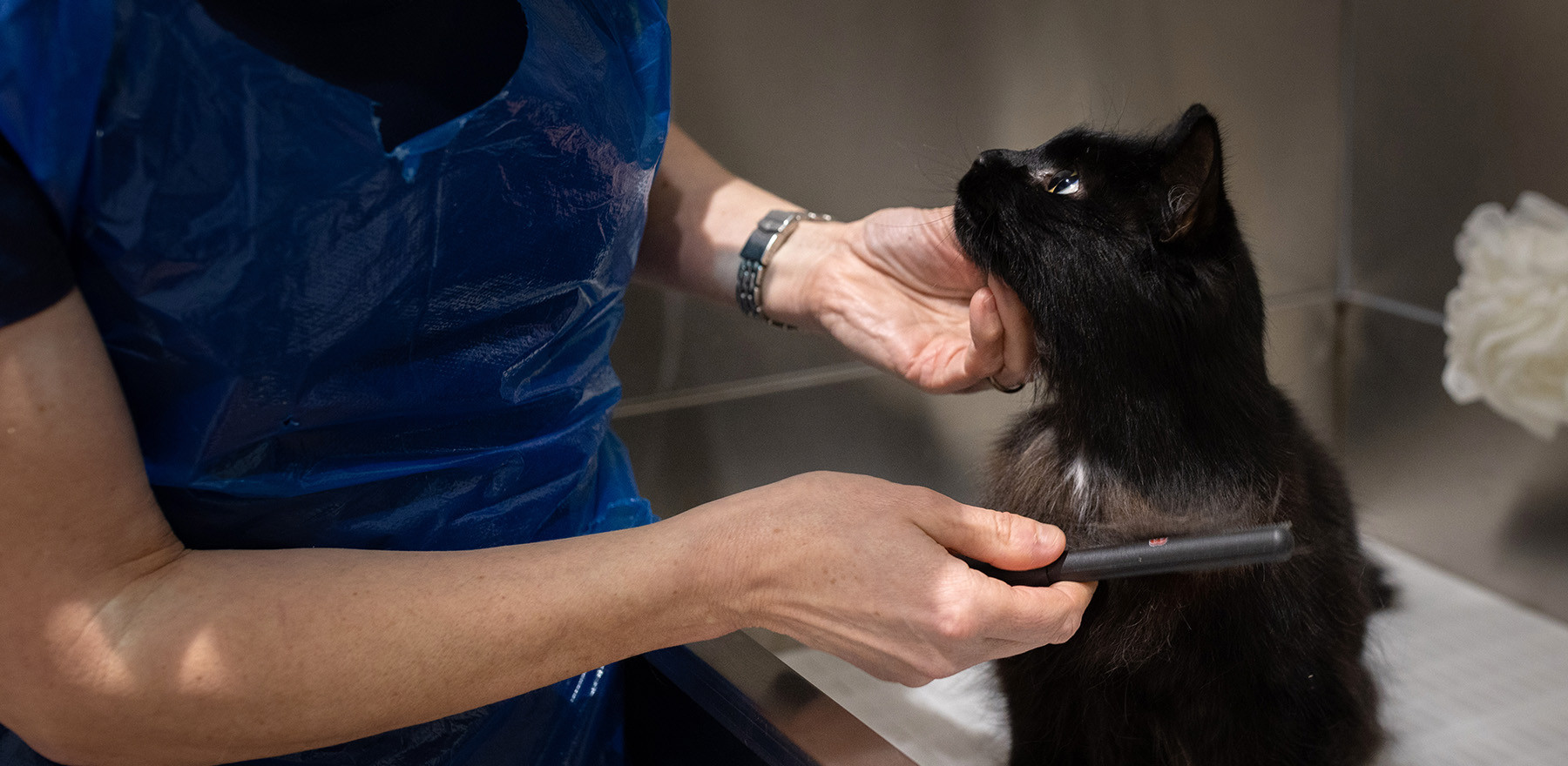 Dedicated cat grooming facilities with experienced, specialist groomers